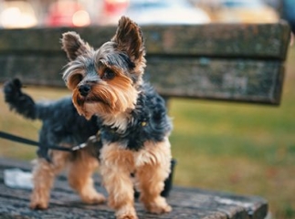 Norwich terrier